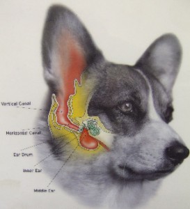 Dog ear infections and causes - brentfordvets