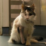cat treated with fracture of leg at west london vet