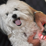 laser therapy dog