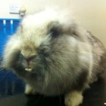 Rabbit with overgrown teeth